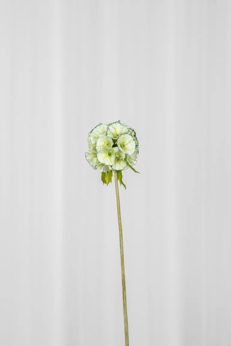 Artificial Flowers - Green Scabiosa Seed Pod flower