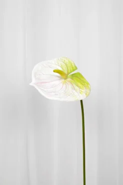 Artificial Flowers - White Anthurium