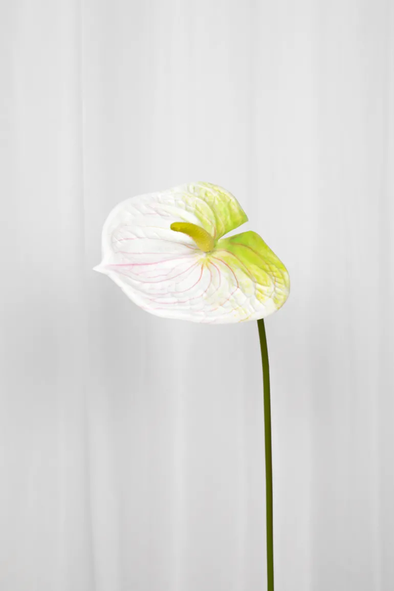 Artificial Flowers - White Anthurium